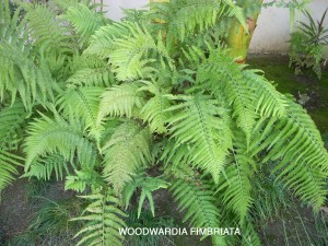 Woodwardia fimbriata 1 